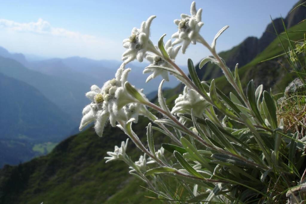 Gite Au Printemps Japonais, Petit Train De La Mure, Parc Des Ecrins Pierre-Chatel エクステリア 写真