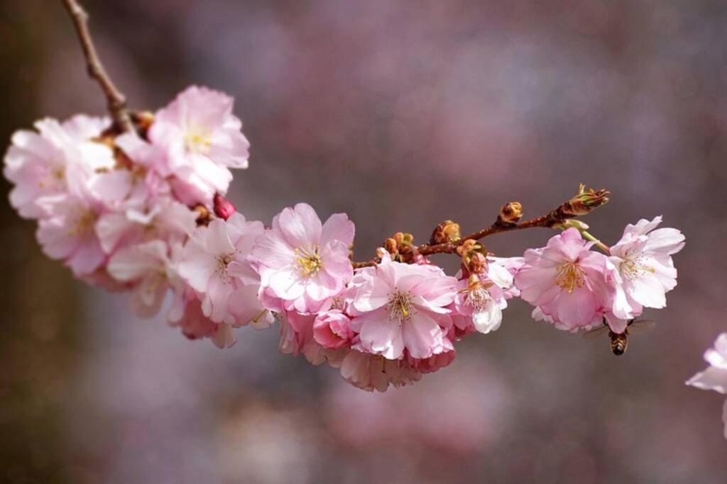 Gite Au Printemps Japonais, Petit Train De La Mure, Parc Des Ecrins Pierre-Chatel エクステリア 写真